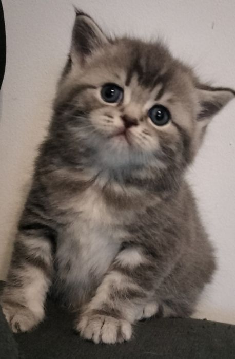 Fêmea British Shorthair tabby silver