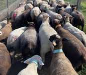 Rebanho de ovelhas prenhas de várias raças e carneiros reprodutores
