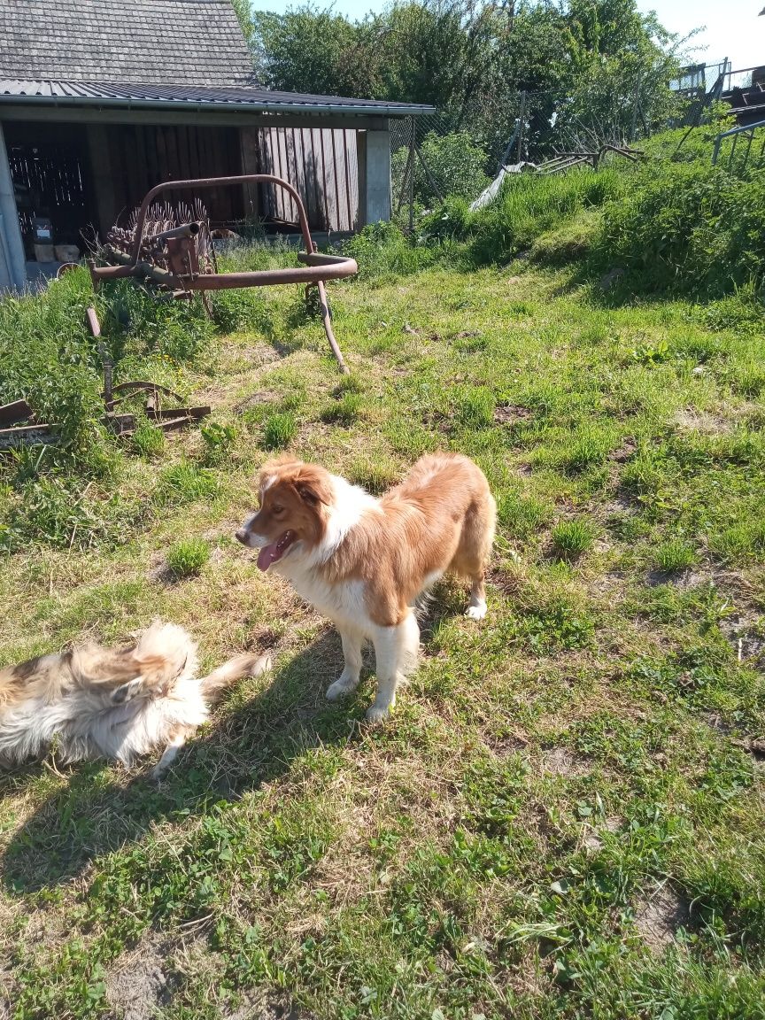 Reproduktor border collie