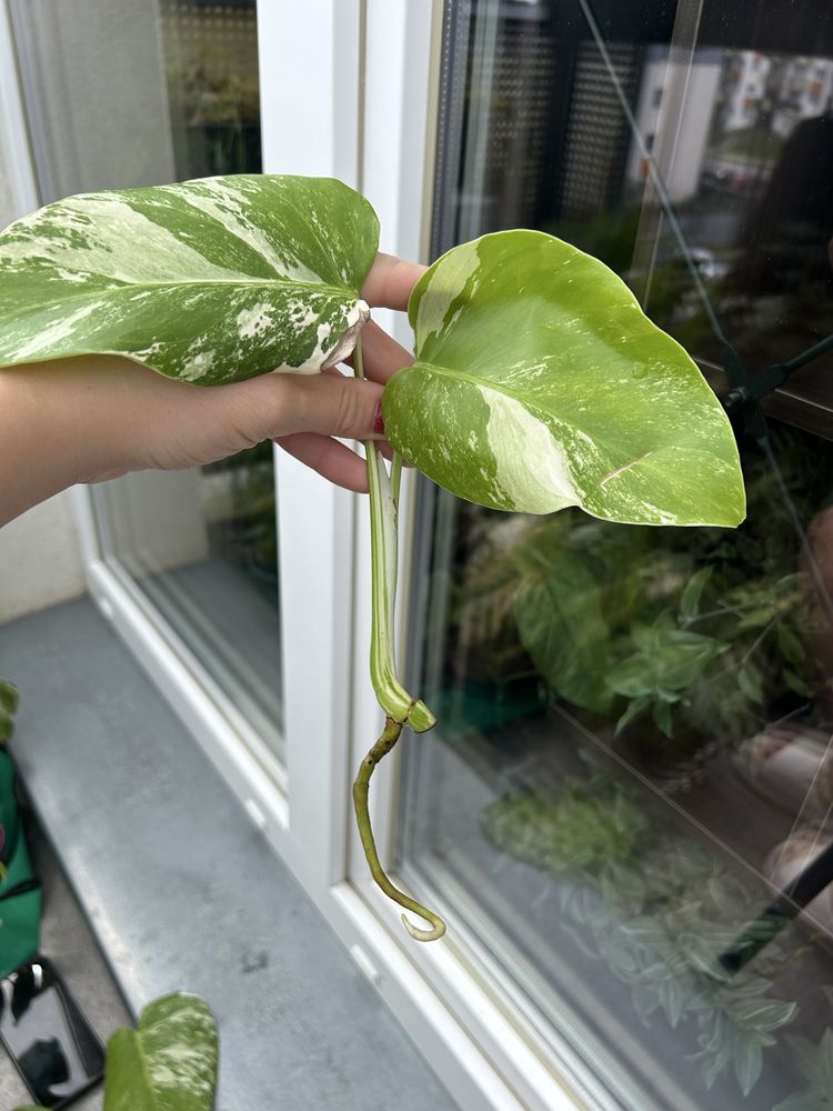 Kolekcjonerska Monstera Albo Variegata szczyt