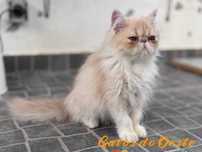 Gato Persa Bicolor creme pelo longo