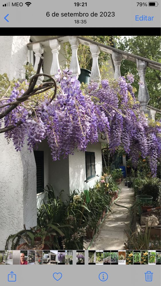 Glicinias / Branca /Lilás plantas envasadas