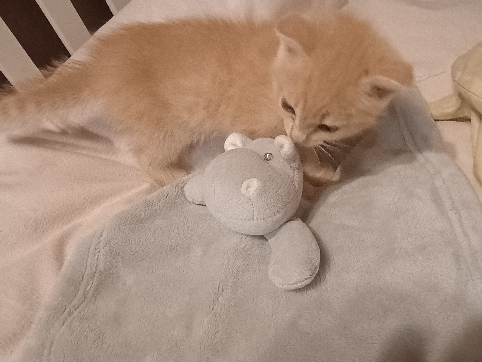 Рідкісний окрас висловухе британські шотландські кошеня котята котик
