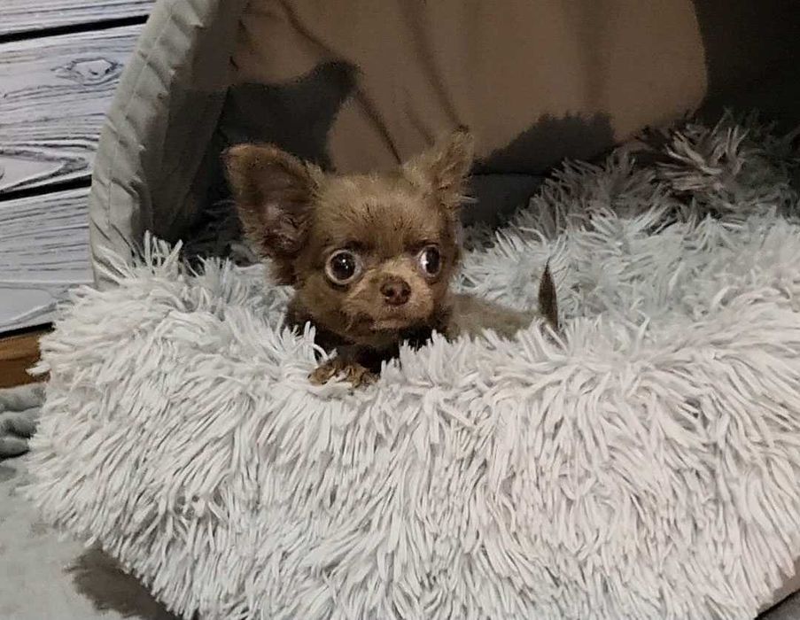 Ліловий, манюній, гарнюній