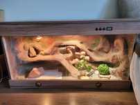 Gekon Lamparci wraz z terrarium