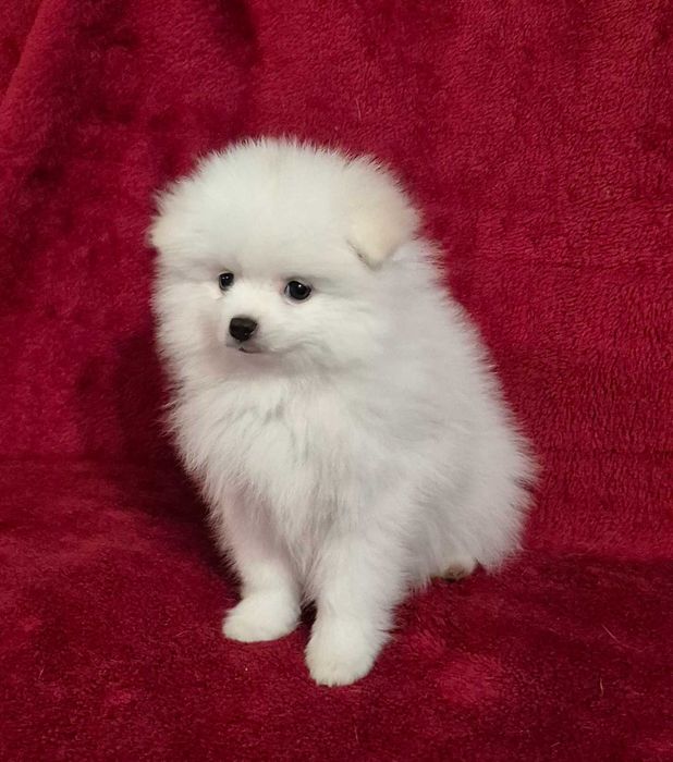 Pomeranian biała suczka