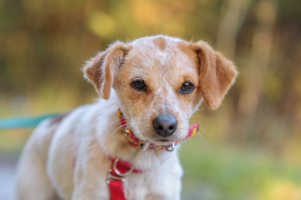 FLESIA - maleńka, delikatna, rozkoszna pchełka