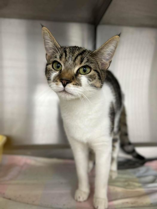 25.01.25 kotka znaleziona na Jana Kazimierza w Słupsku