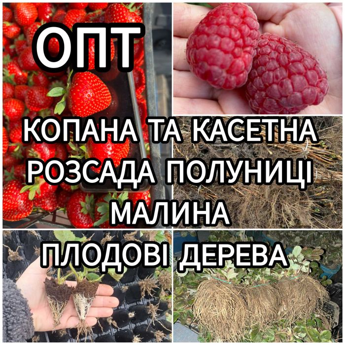Саджанці полуниці Касетна Малина Плодові дерева Саженцы клубники