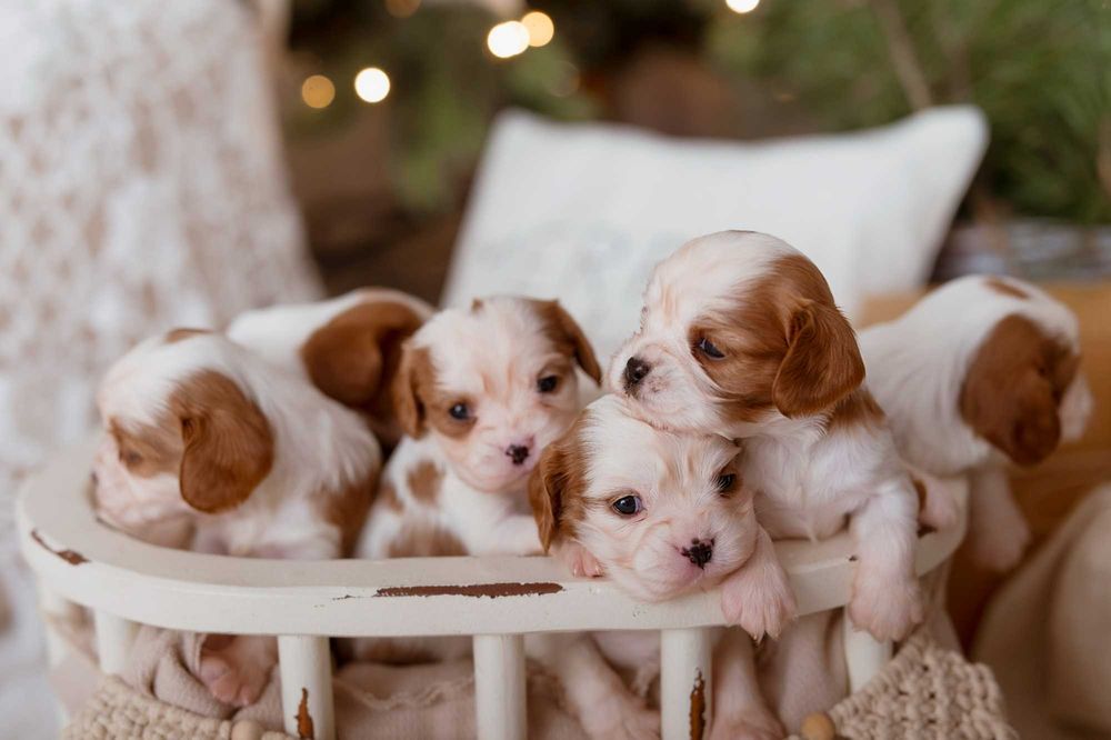 Cavalier King Charles Spaniel