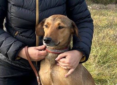 Піксель. Розумний песик шукає дім, в добрі руки