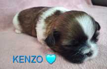 Piesek Shih-Tzu rezerwacja