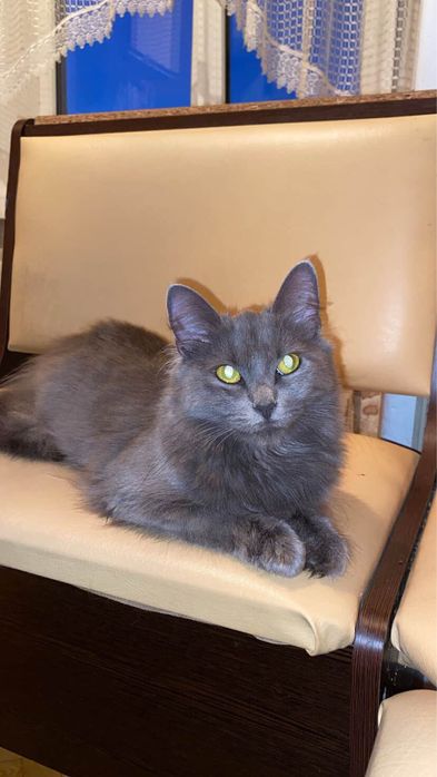 Відам в добрі руки кицю