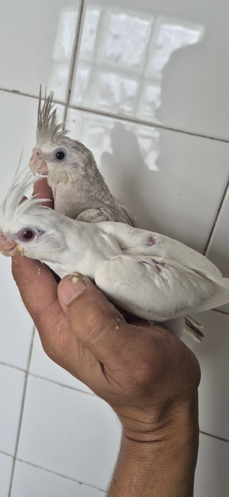Caturras domesticadas