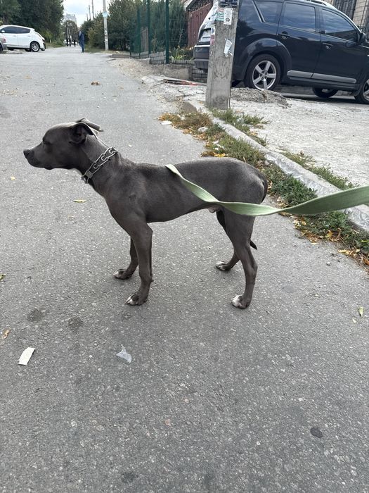 Американский стаффордширский терьер