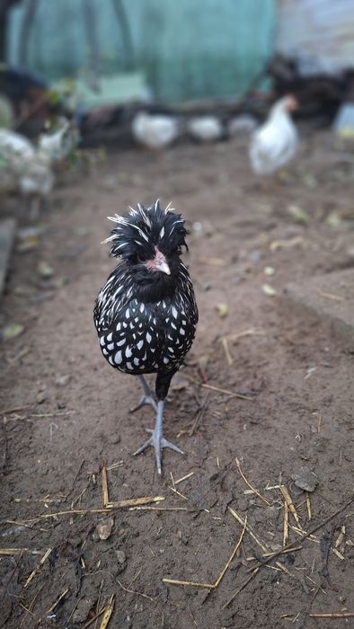 Koguty Czubatki, srebrzyste