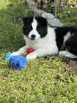 Szczeniaczek Border Collie szuka kochającego domu