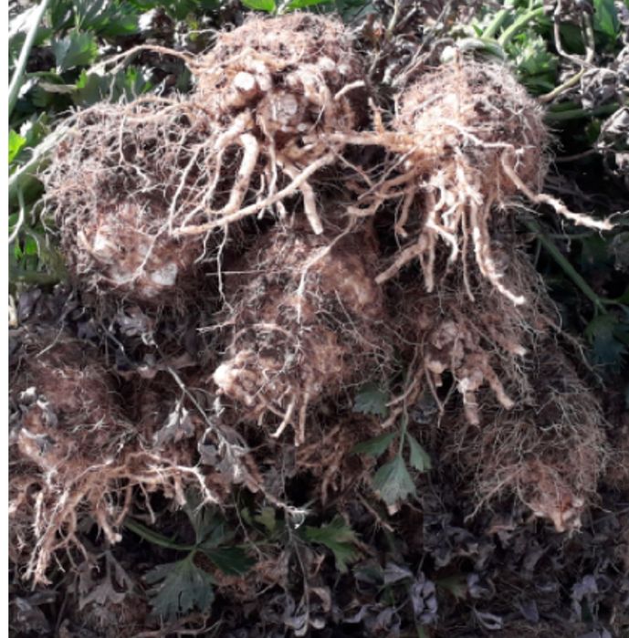 Seler korzeniowy 10 kg