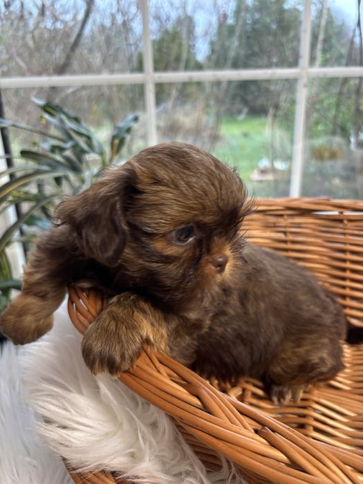 Z genem czekolady  jasne sunie pełny rodowód ZHPR UCI