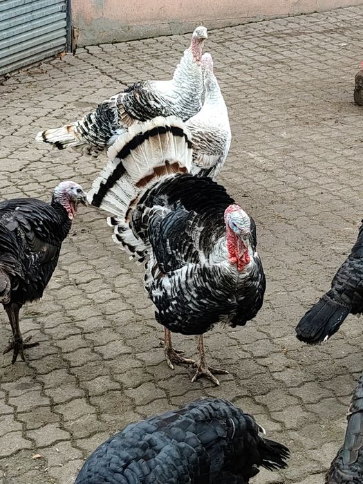 Indyki Indory Staropolskie