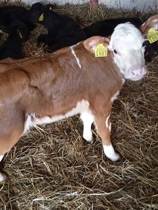 Jałówki byczki mięsne charolaise angus hereford byczki cielęta
