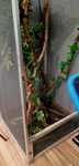 Terrarium do kameleona - caly zestaw