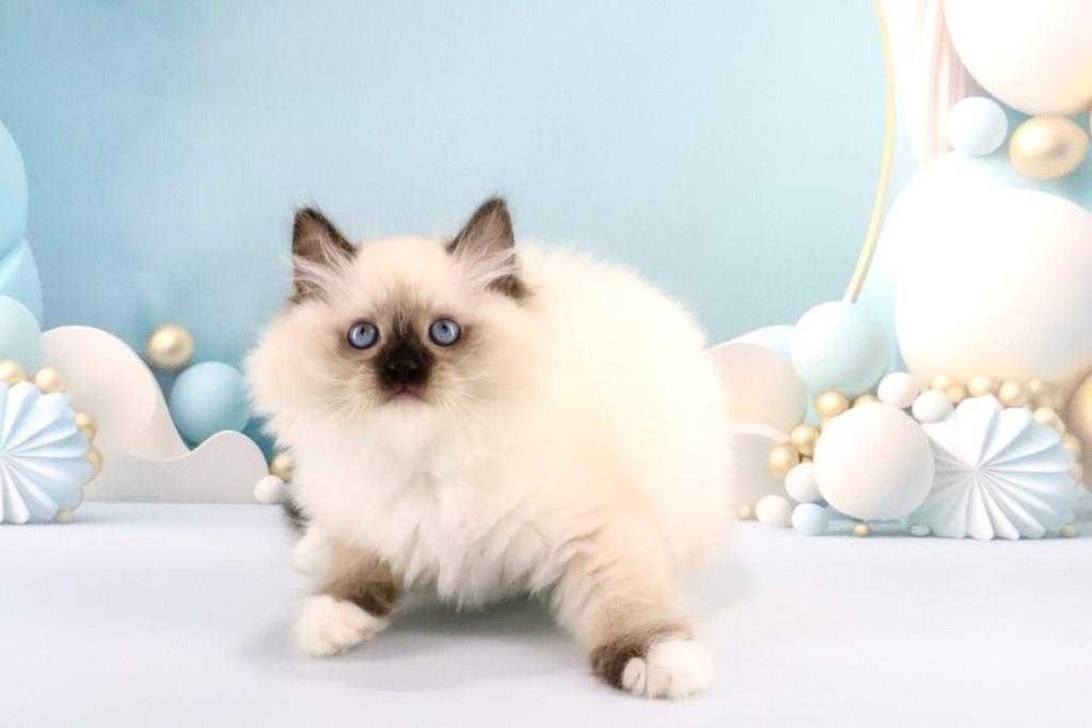 Надзвичайно красивий хлопчик красивої породи РЕГДОЛ