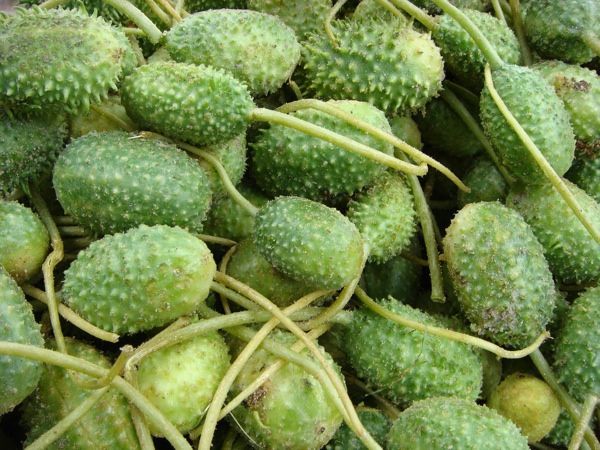50 Sementes de Pepino Maxixe - cucumis anguria