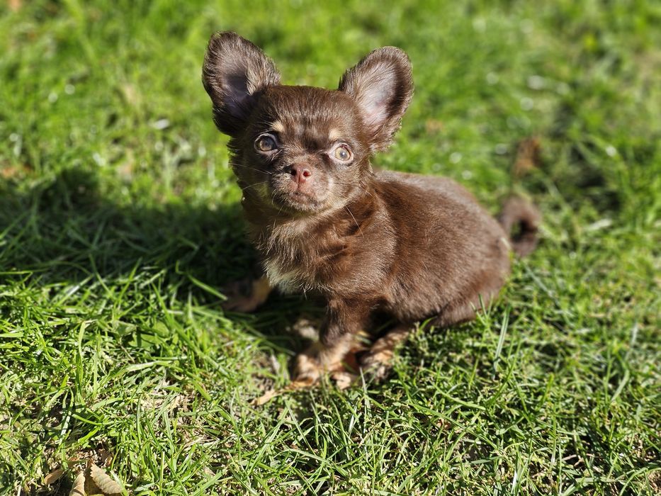 Chihuahua długowłosy piesek czekoladowy ZKwP Fcifci