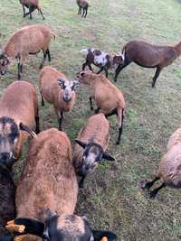 Barany owce kameruńskie