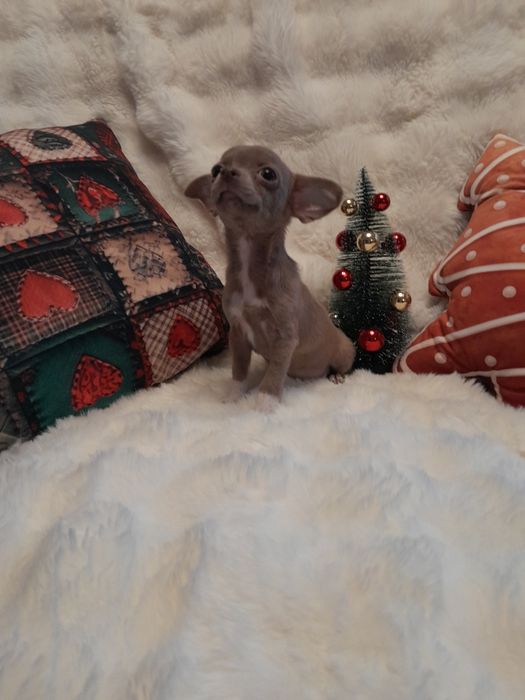 Chłopiec w kolorze liliowym, chihuahua