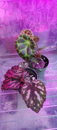 Begonia kingiana and red