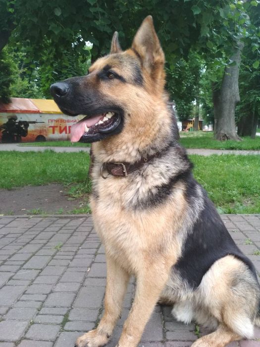 Дорослий пес, чекає на побачення