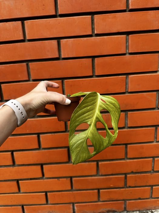 Монстера Манки черенок