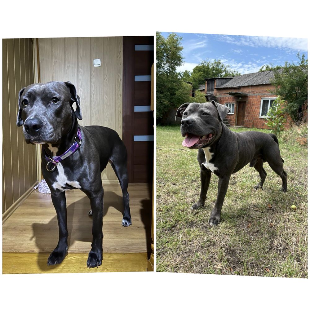 Rezerwacja Szczeniak Amstaff
