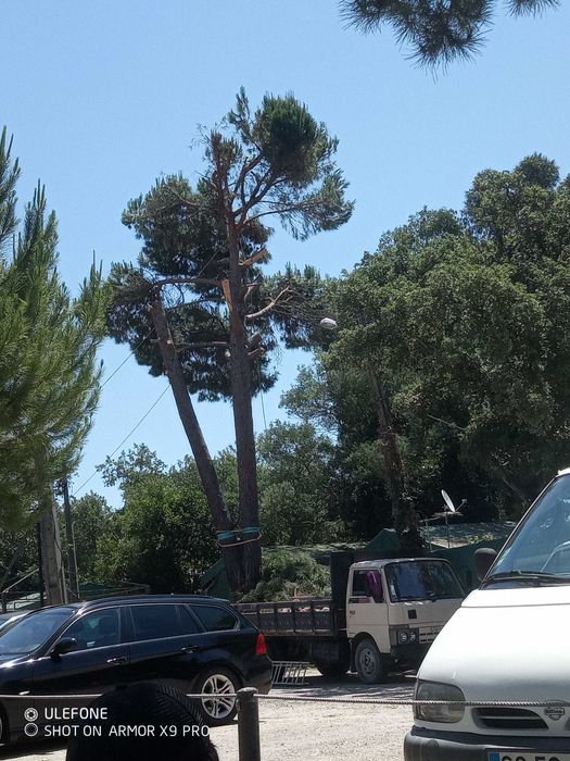 Corte e poda de árvores