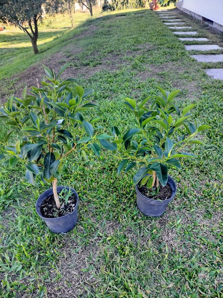 Jaqueira em vaso – árvore frutífera exótica