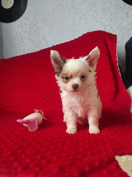 КРАСАВЧИК мальчик чихуахуа!!!