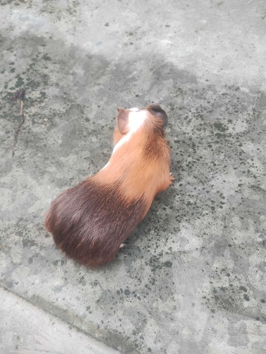 Świnki morskie do sprzedania