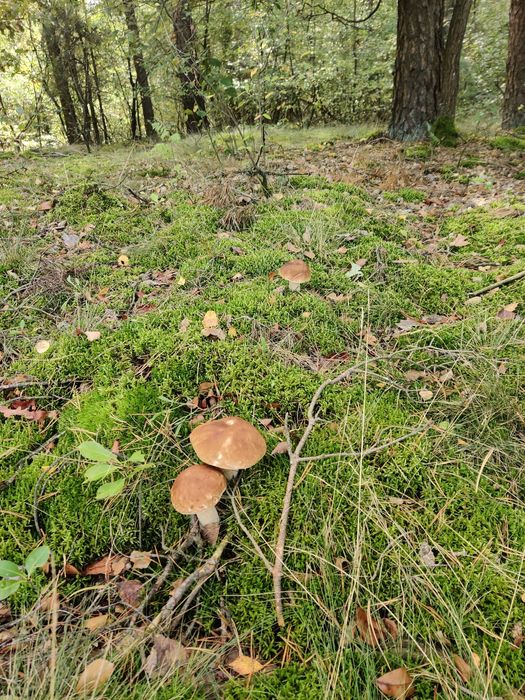 Grzyby prawdziwki/borowiki/koźlarki - na zamówienie