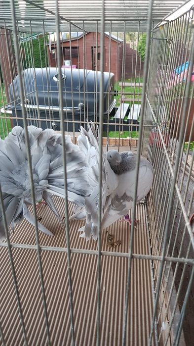 Gołębie Pawiki srebrne para