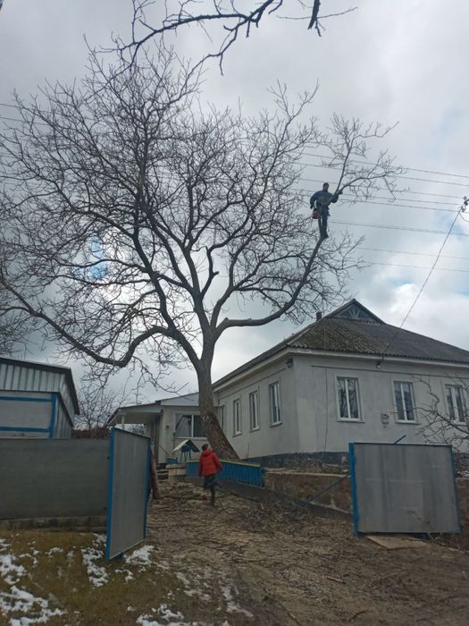 Арбористи.Зріз,обріз,спилювання,професійна валка дерев Утеплення