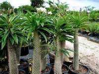 Пахіподіум Мадагаскарська пальма