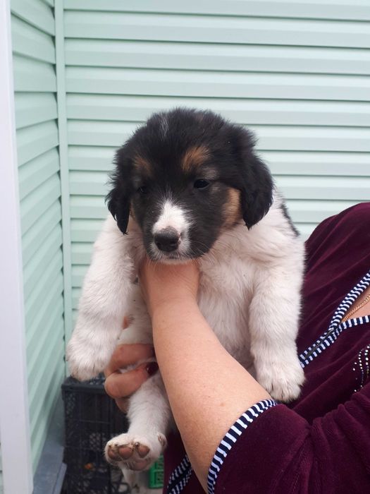 Собаки від мами Лабрадора