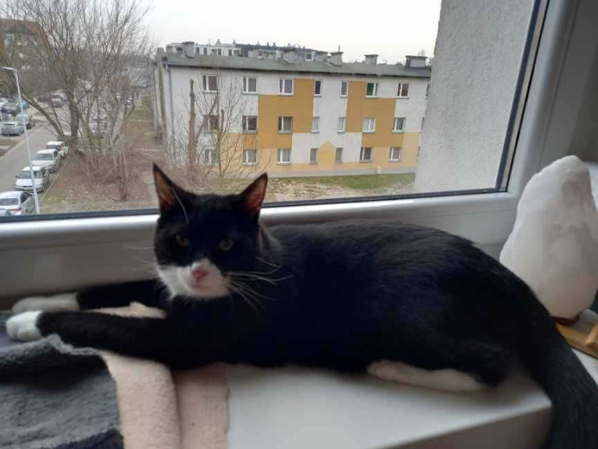 Lilijka i Jaś. Dwa kocie małolaty szukają domu.