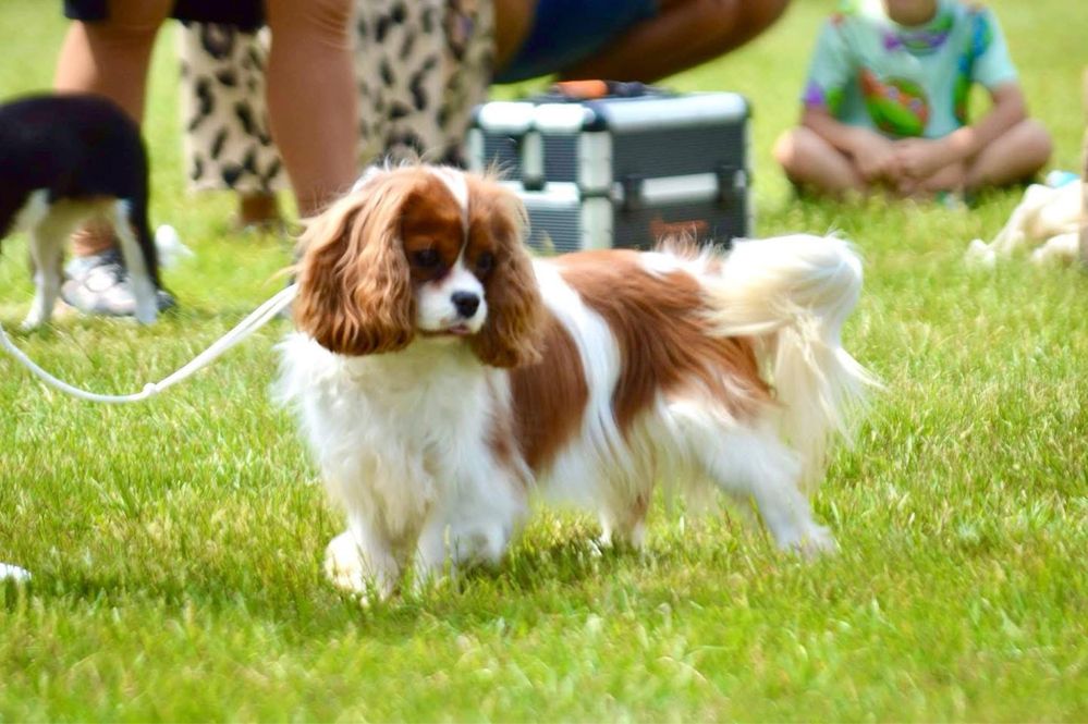 Chłopiec Cavalier King Charles Spaniel