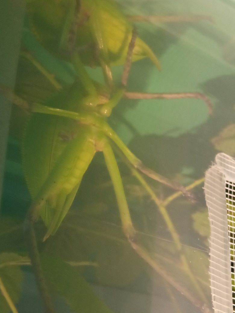 Siliquofera grandis zamienię