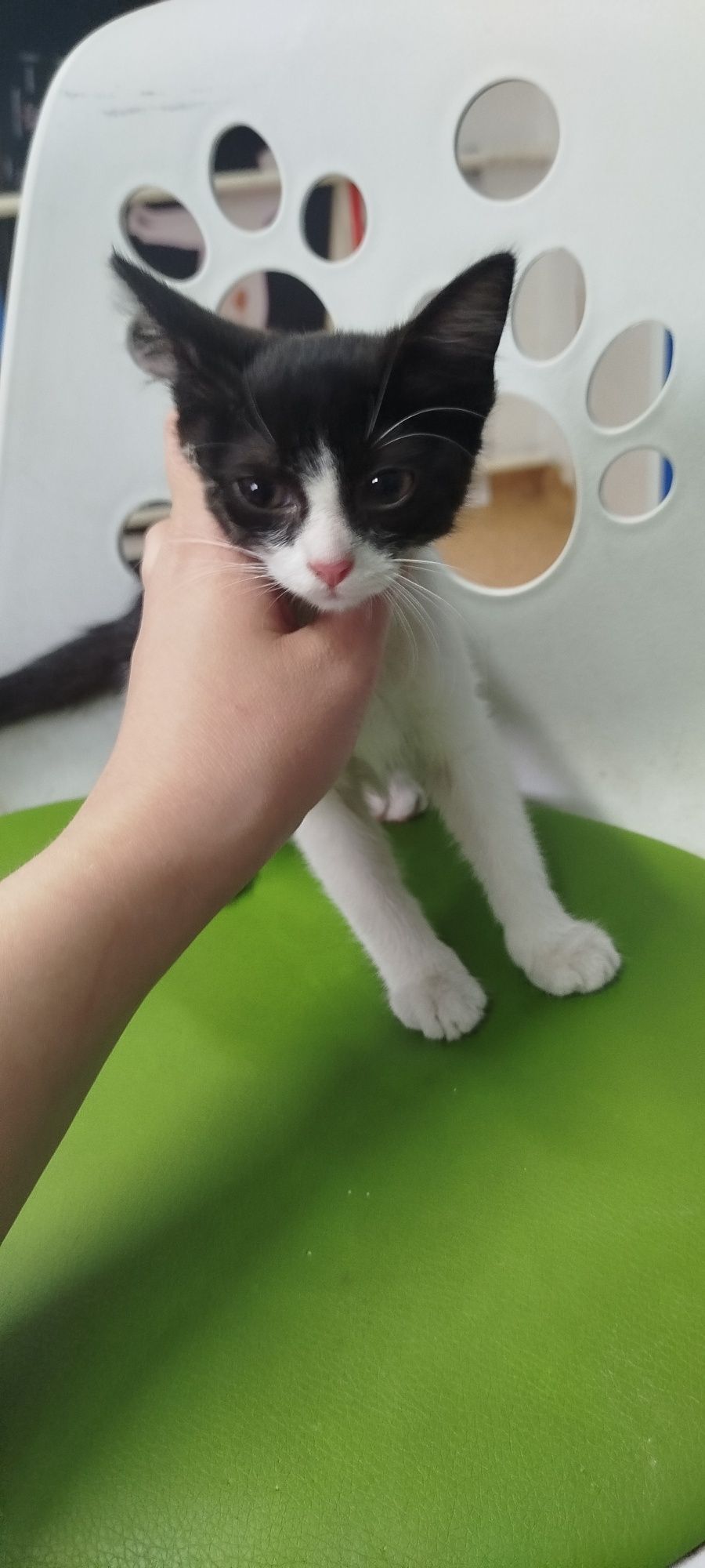 Mała 2 miesięczna Kotka do adopcji
