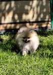 Szpic miniaturowy pomeranian