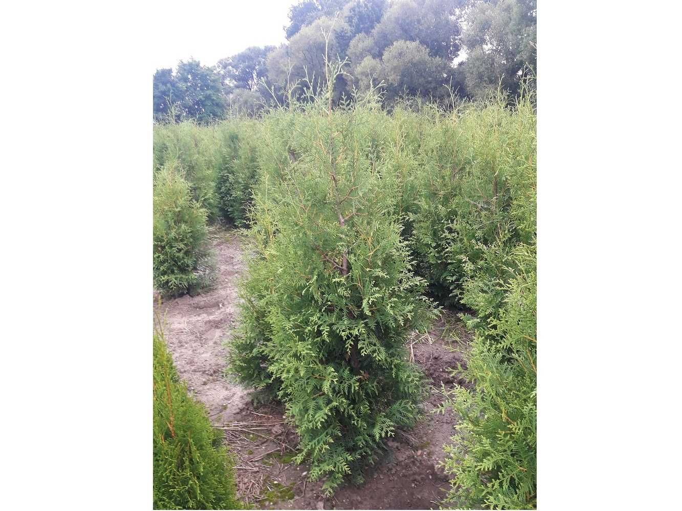 Tuja Brabant! 160,180,200,220 cm! Tuje! Sadzenie! Thuja! Dostawa!